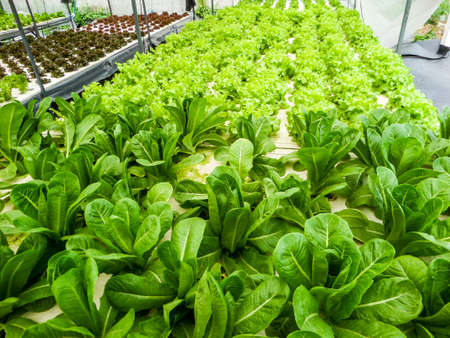 Hydroponics is a subset of hydroculture and is a method of growing plants using mineral nutrient solutions, in water, without soilの写真素材