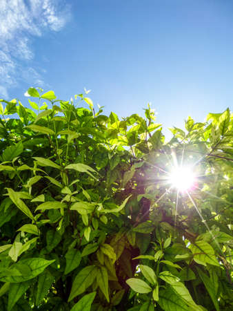 Plants and trees around in the garden at homeの写真素材