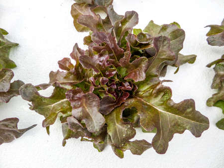 Hydroponics is a subset of hydroculture and is a method of growing plants using mineral nutrient solutions, in water, without soilの写真素材