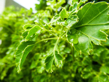Green leaf in the gardenの写真素材