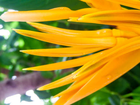 The Yellow bird of paradise flower in the garden at Banglamung cityの写真素材