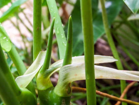 Green plant in the parkの写真素材