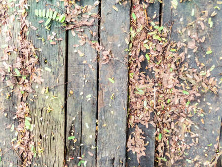 Old wood floor in the gardenの写真素材