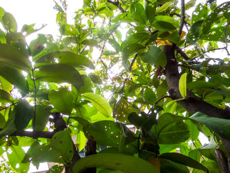 Yonug plant stand in the skyの写真素材