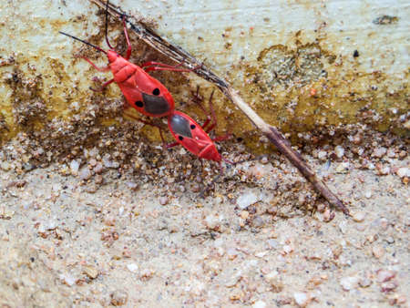 FAMILY PYRRHOCORIDAE AND LARGIDAE: RED BUGS, RED STAINERS, GIANT RED BUGの写真素材