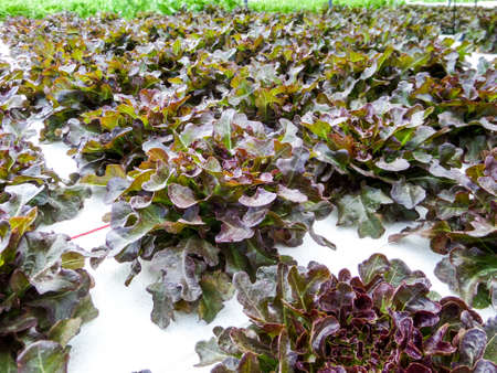 Hydroponics is a subset of hydroculture and is a method of growing plants using mineral nutrient solutions, in water, without soilの写真素材
