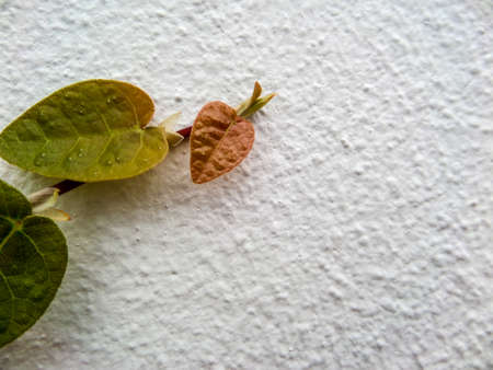 Green leaf border, Isolate of plant on the wall in gardenの写真素材