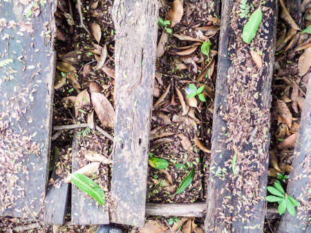 Old wood floor in the gardenの写真素材