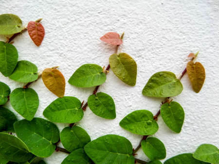 Green leaf border, Isolate of plant on the wall in gardenの写真素材