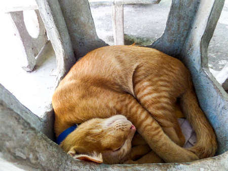 Puzzy cat relax in the gardenの写真素材