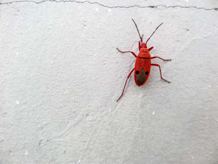 FAMILY PYRRHOCORIDAE AND LARGIDAE: RED BUGS, RED STAINERS, GIANT RED BUG