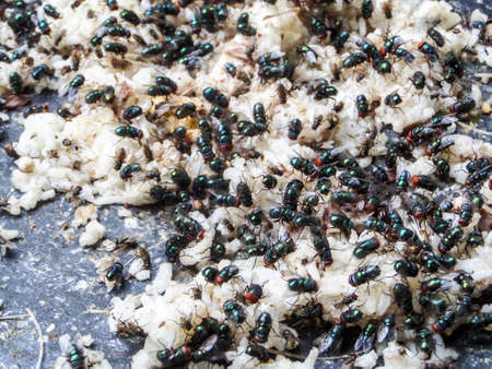 The numerously of fly find eating waste foodの写真素材