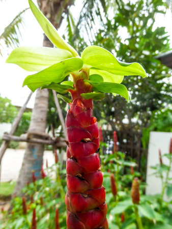 Close up to the nature in the local park at Banglamung city thailandの写真素材