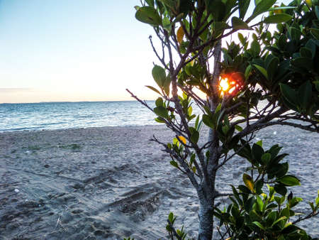Sunset and plant moving by wind at beachの写真素材