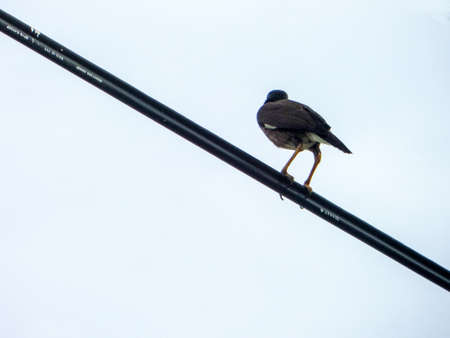Bird on power electric line in the skyの写真素材