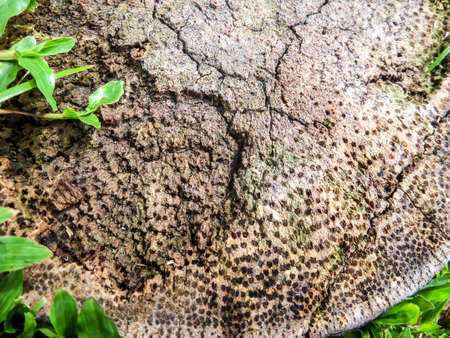 Close up to the nature in the local park at Banglamung city thailandの写真素材