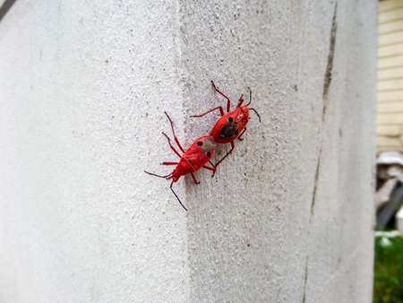 Red Insect are breeding on the wallの写真素材
