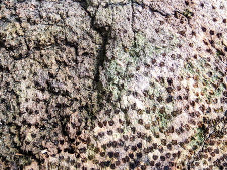 Close up to the nature in the local park at Banglamung city thailand