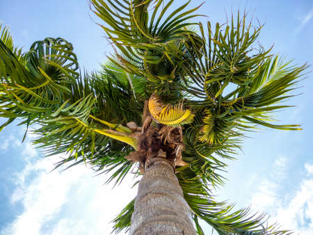 Coconuts and twist leaves in blue skyの写真素材