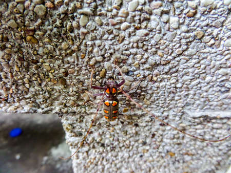 BATOCERA RUFOMACULATA has ten yellow spot on bodyの写真素材