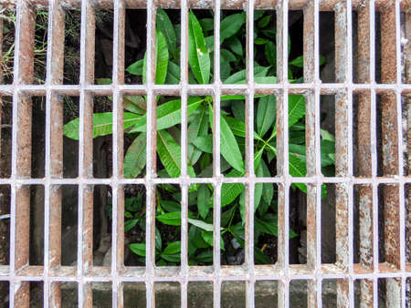 A group of survival plants in incredible landの写真素材
