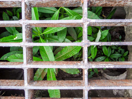 A group of survival plants in incredible land