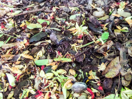 Dry leaves fall on the floor in the parkの写真素材