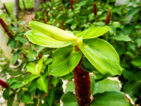Close up to the nature in the local park at Banglamung city thailand