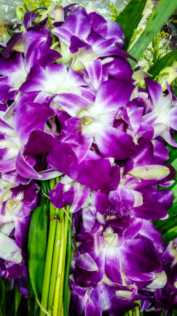 Orchid for worship on Buddhist Holy Dayの写真素材