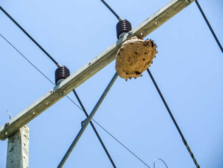 wasp hive on electric power lineの写真素材