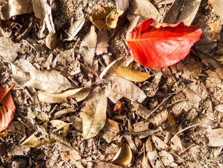 Dry leaves on floor in the gardenの写真素材