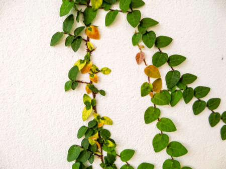 Green leaf border, Isolate of plant on the wall in gardenの写真素材