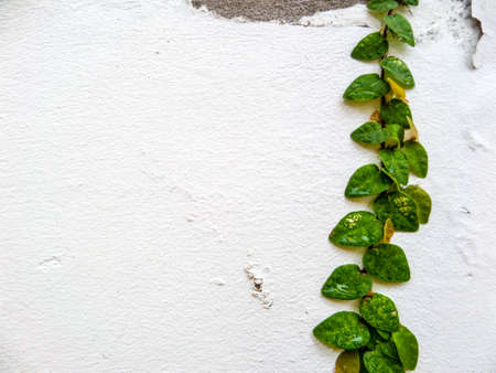 Green leaf border, Isolate of plant on the wall in gardenの写真素材