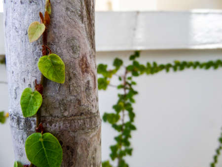 Green leaf border, Isolate of plant on the wall in gardenの写真素材