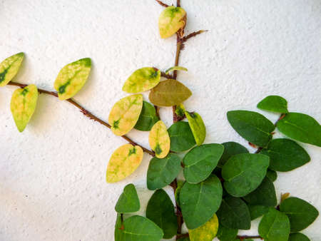 Green leaf border, Isolate of plant on the wall in gardenの写真素材