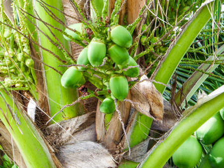 Coconut palm tree in the garden