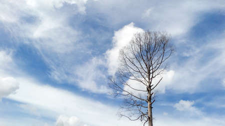 sky dry treeの写真素材