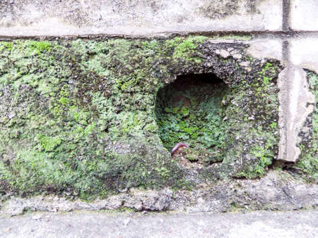 Old wall and moss in the local gardenの写真素材