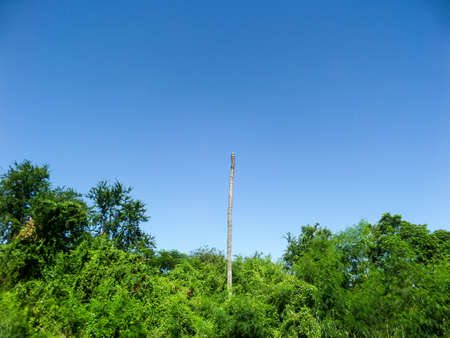 Dead coconut in blue sky at gardenの写真素材