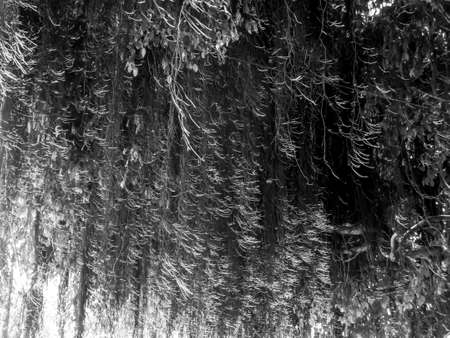 Amoung of banyan tree roots in forest