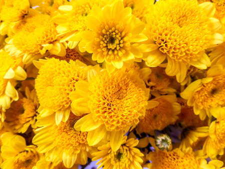 Chrysanthemum yellow bloom in the gardenの写真素材