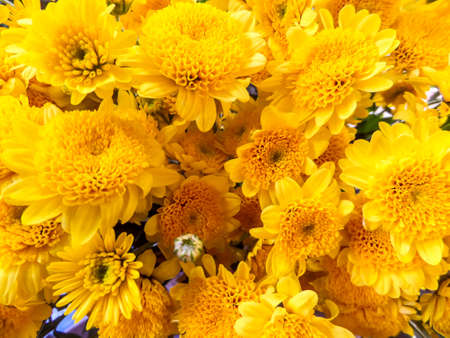 Chrysanthemum yellow bloom in the gardenの写真素材
