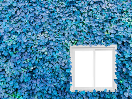 Clover background in the gardenの写真素材