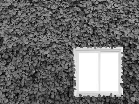 Clover background in the garden