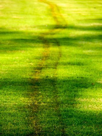 walk way in the green field at summerの写真素材