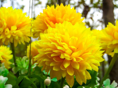 Yellow flowers made by plastic use to decor and interior in the gardenの写真素材