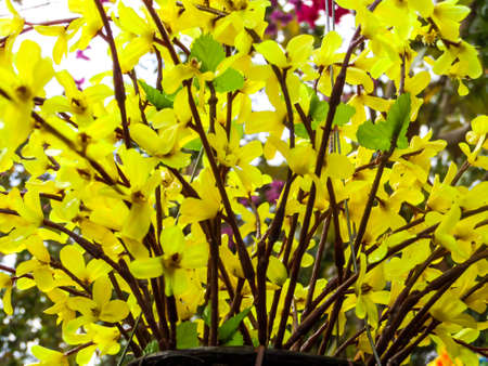 Yellow orchid flowers made by plastic use to decor and interior in the gardenの写真素材