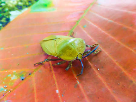 Longan stink bugTessaratoma papillosa. thai people call Muan Lum Yaai.の写真素材