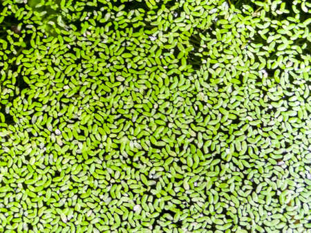 Green Mosquito fern on water surface and weed backgroundの写真素材