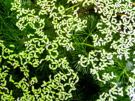 Green Mosquito fern on water surface and weed backgroundの写真素材